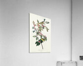 Nashville Warbler Acrylic Print