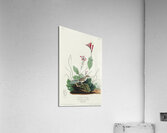 Henslows Bunting Acrylic Print