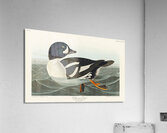 Henslows Bunting Acrylic Print