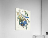 Florida Jay Acrylic Print