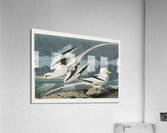 Tropic Bird Acrylic Print