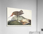 Esquimaux Curlew Acrylic Print