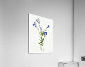 Fringed Gentian Gentiana crinita 1905 Acrylic Print