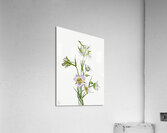 On the Road to Monument 1881 Acrylic Print