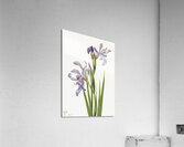 On the Road to Monument 1881 Acrylic Print