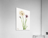 Salsify Tragopogon porrifolius 1921 Acrylic Print