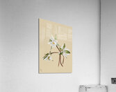 Water Lilies Castalia odorata 1879 Acrylic Print