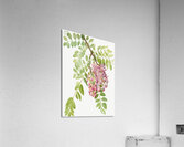 New Mexican Locust Robinia neomexicana 1938 Acrylic Print