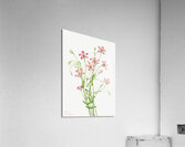 Saltmarsh Rosegentian Sabbatia stellaris 1926 Acrylic Print