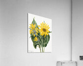 Balsamroot Balsamorhiza sagittata 1923 Acrylic Print