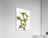 Fairy–bells Disporum hookeri 1933 Acrylic Print