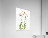 Meadow Fleabane Erigeron speciosus 1920 Acrylic Print