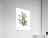 Saussurea Saussurea densa 1925 Acrylic Print