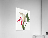 Calla Lily 1877 Acrylic Print