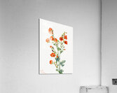 Scarlet Globe Mallow Sphaeralcea grossulariaefolia 1927 Acrylic Print