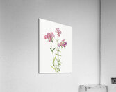 Hairy Phlox Phlox amoena 1930 Acrylic Print