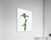 Bottle Gentian Gentiana saponaria 1905 Acrylic Print