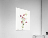 Centaurium Centaurium venustum 1925 Acrylic Print