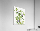 Butterfly Pea Clitoria mariana 1934 Acrylic Print