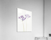 Butterfly Pea Clitoria mariana 1934 Acrylic Print