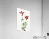 Wood Lily Lilium philadelphicum 1932 Acrylic Print