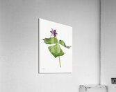 Trillium erectum 1938 Acrylic Print