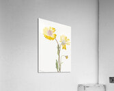 Perennial Gaillardia Gaillardia aristata 1904 Acrylic Print