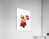 Autumn Leaves 1874 Acrylic Print