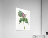 Water Lilies Castalia odorata 1879 Acrylic Print