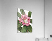 Mountain Rose Bay Rhododendron catawbiense 1932 Acrylic Print