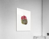Hedgehog Cactus Coryphantha arizonica 1933 Acrylic Print