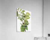 Beaked Hazelnut Corylus rostrata 1932 Acrylic Print