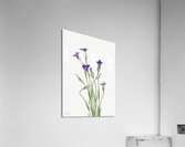 Gentian Gentiana holopetala 1936 Acrylic Print