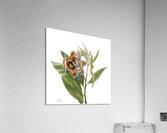 American Chestnut Castanea dentata 1932 Acrylic Print