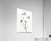 Lilac Mariposa Calochortus splendens 1926 Acrylic Print