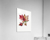 Autumn Leaves 1874 Acrylic Print