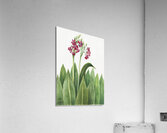 Primrose Primula parryi 1938 Acrylic Print