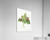 Giant Helleborine Epipactia gigantea 1880 Acrylic Print