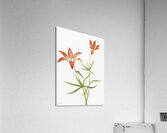 Lily Lilium montanum 1900–1920 Acrylic Print