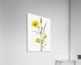 Harebell Campanula rotundifolia 1916 Acrylic Print