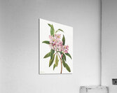 Rose Bay Rhododendron Rhododendron carolinianum 1932 Acrylic Print
