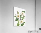 Pacific Dogwood Cornus nuttallii 1933 Impression acrylique