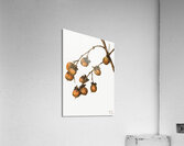 Persimmon Diospyros virginiana 1920 Acrylic Print