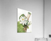 American Waterlily Castalia odorata 1920 Acrylic Print