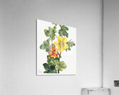 Red Willowweed Epilobium latifolium 1911 Acrylic Print