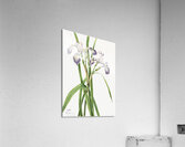 Blueflag Iris Iris versicolor 1919 Acrylic Print