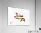 Primrose Primula angustifolia 1937 Acrylic Print