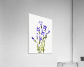 Fringed Gentian Gentiana elegana 1933 Acrylic Print
