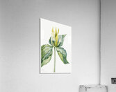 Wake-Robin Trillium underwoodii 1937 Acrylic Print