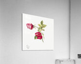 Rose 1878 Acrylic Print